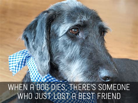 My dog died. Things To Know About My dog died. 